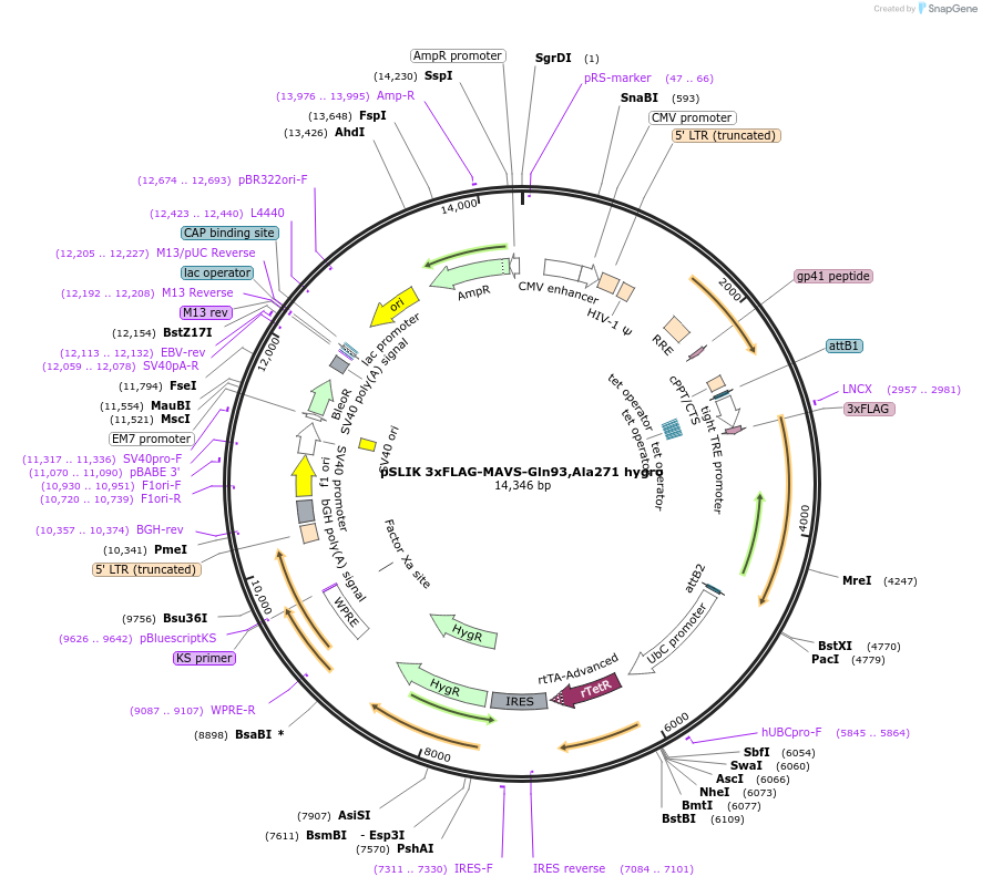 158638-plasmid-map-sequence-id-313575