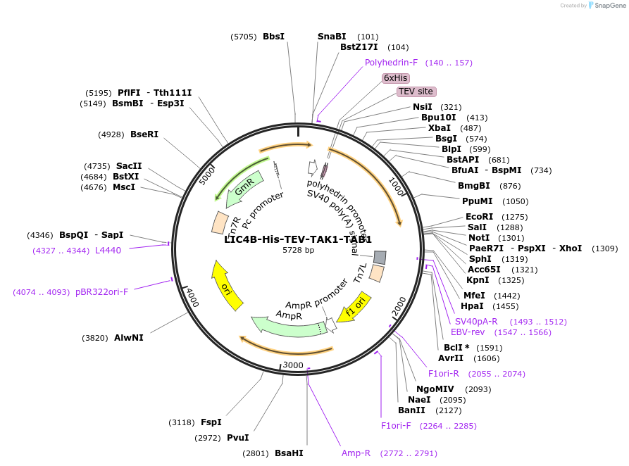 154874-plasmid-map-sequence-id-313580