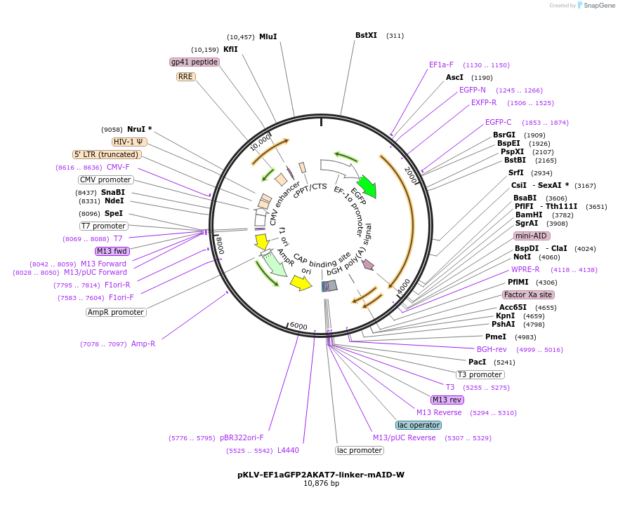 159294-plasmid-map-sequence-id-313584