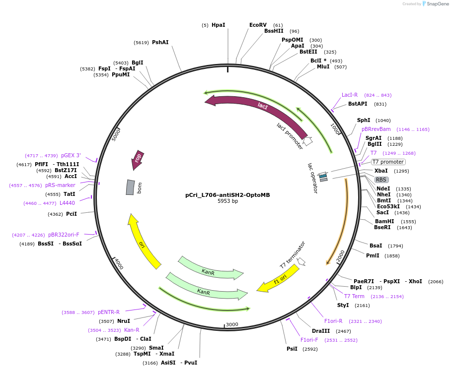 159935-plasmid-map-sequence-id-313604