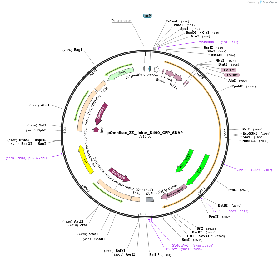 159721-plasmid-map-sequence-id-313607