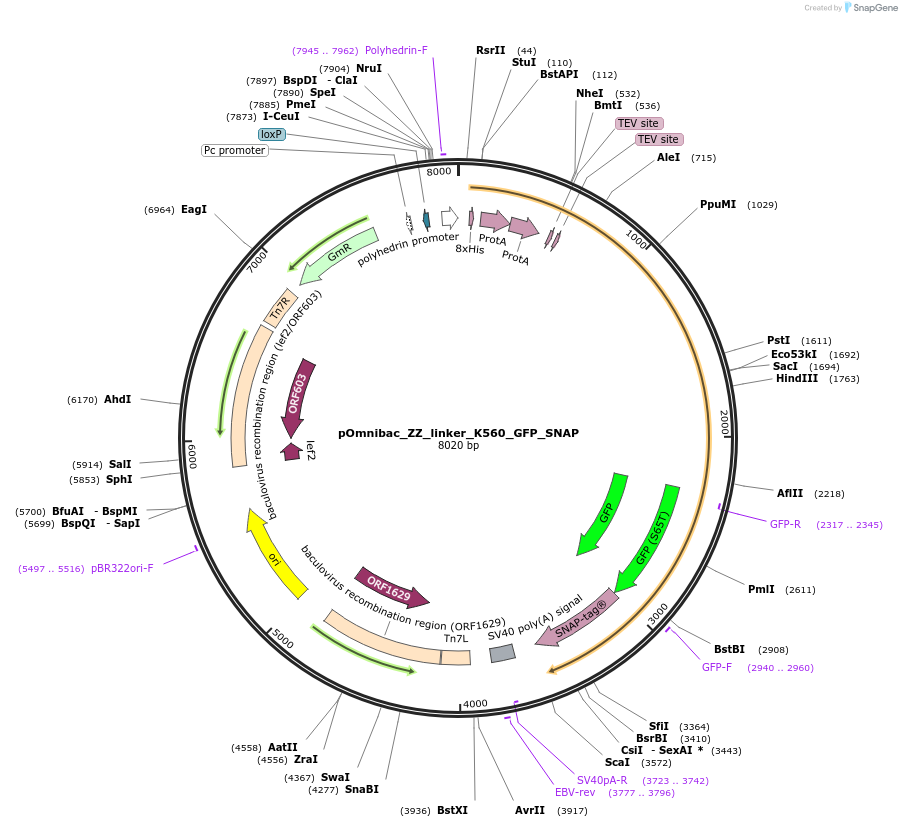 159720-plasmid-map-sequence-id-313608