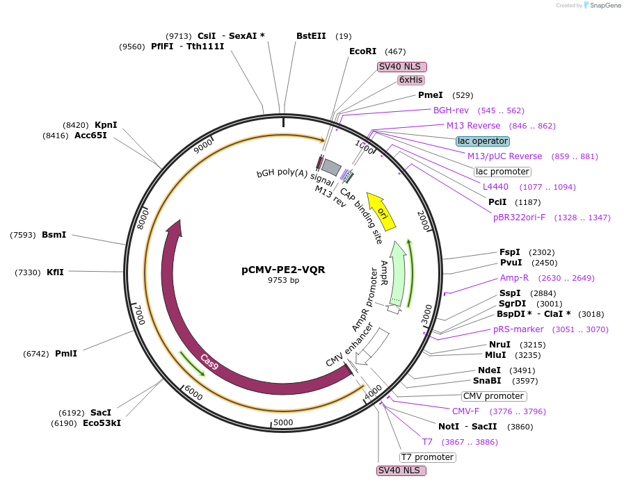 159982-plasmid-map-sequence-id-313611