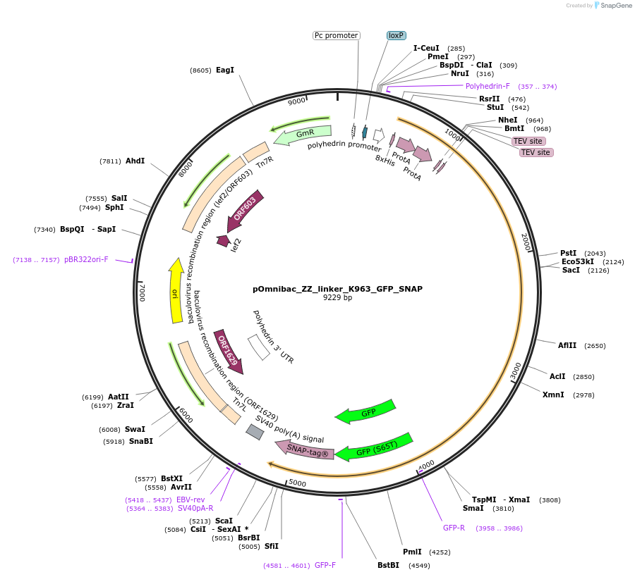159727-plasmid-map-sequence-id-313612