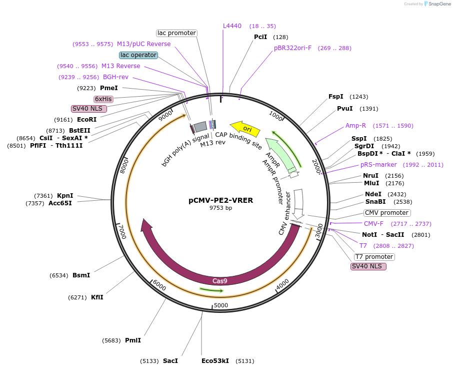 159984-plasmid-map-sequence-id-313615