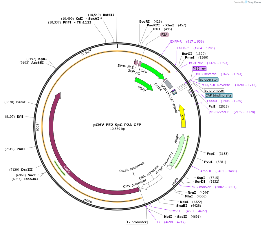 159980-plasmid-map-sequence-id-313617