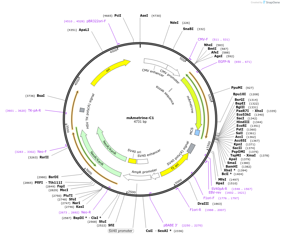 54660-plasmid-map-sequence-id-313631
