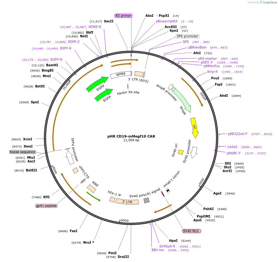 113013-plasmid-map-sequence-id-313636