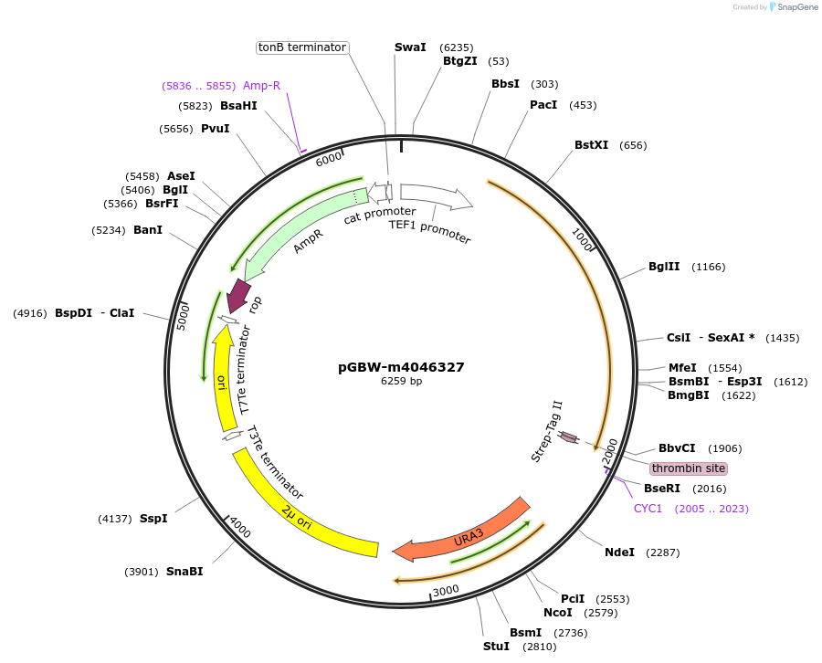 153913-plasmid-map-sequence-id-313646