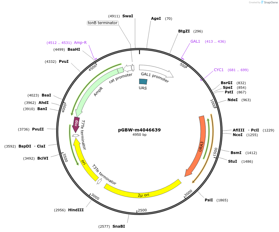 153928-plasmid-map-sequence-id-313647