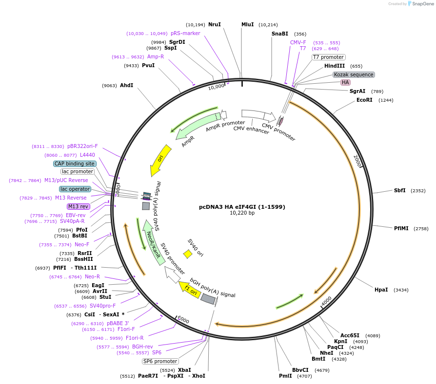 45640-plasmid-map-sequence-id-313648