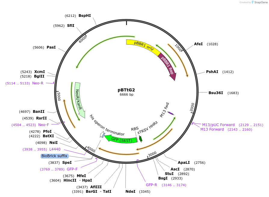 149476-plasmid-map-sequence-id-313649