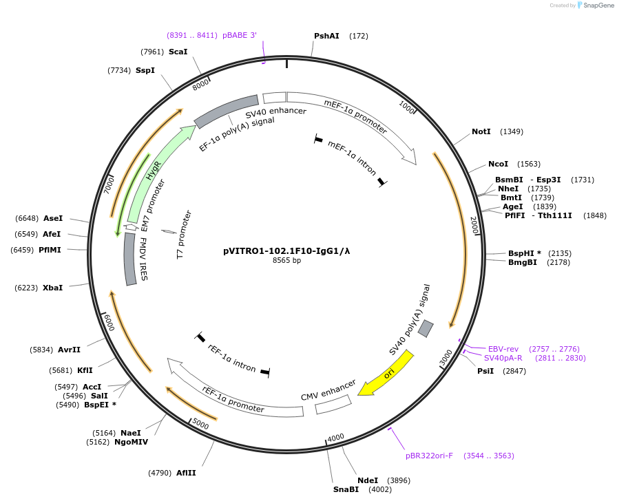 50366-plasmid-map-sequence-id-313651