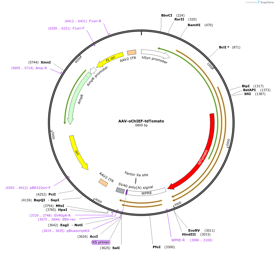 50977-plasmid-map-sequence-id-313652