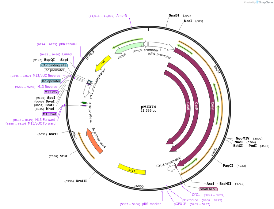 59896-plasmid-map-sequence-id-313658