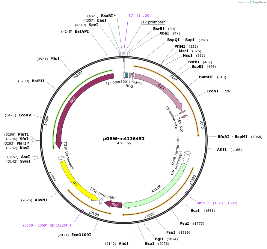 149535-plasmid-map-sequence-id-313669