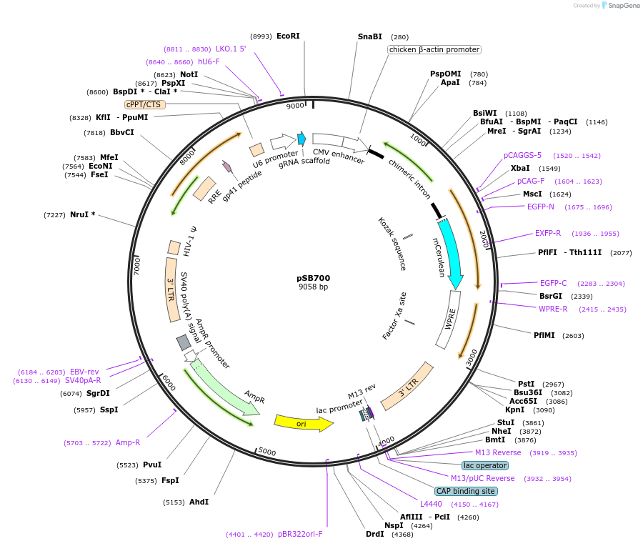64046-plasmid-map-sequence-id-313670