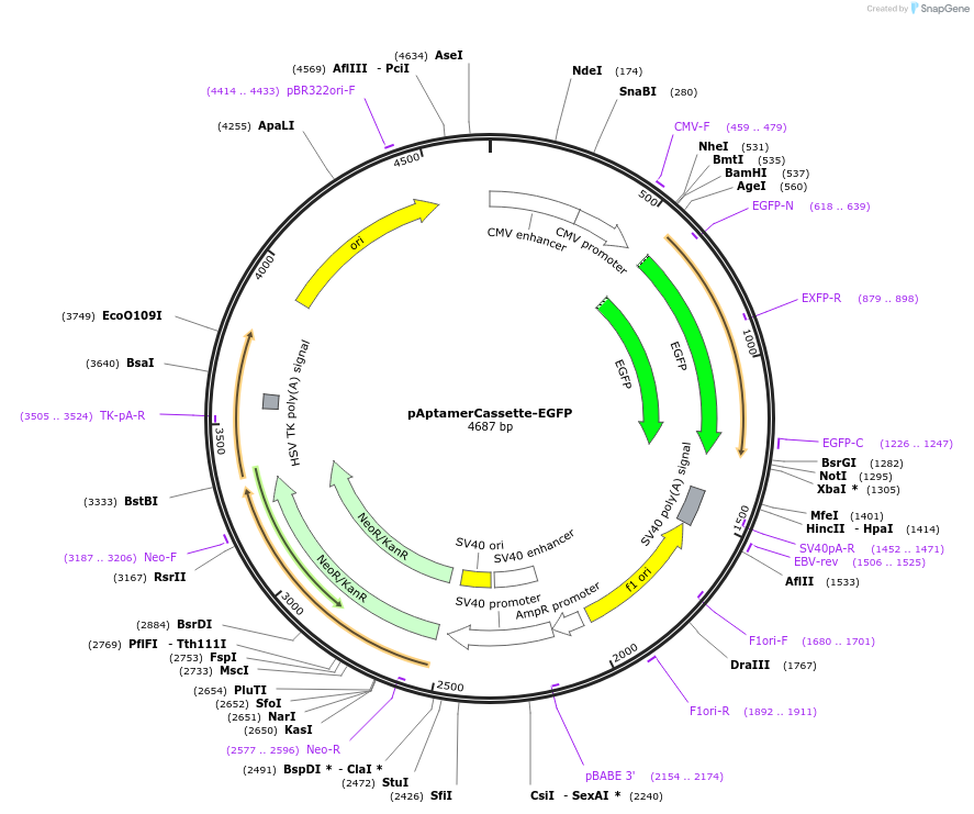 140288-plasmid-map-sequence-id-313671