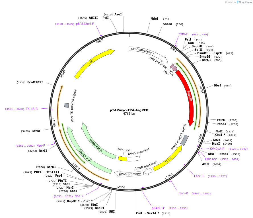140278-plasmid-map-sequence-id-313672