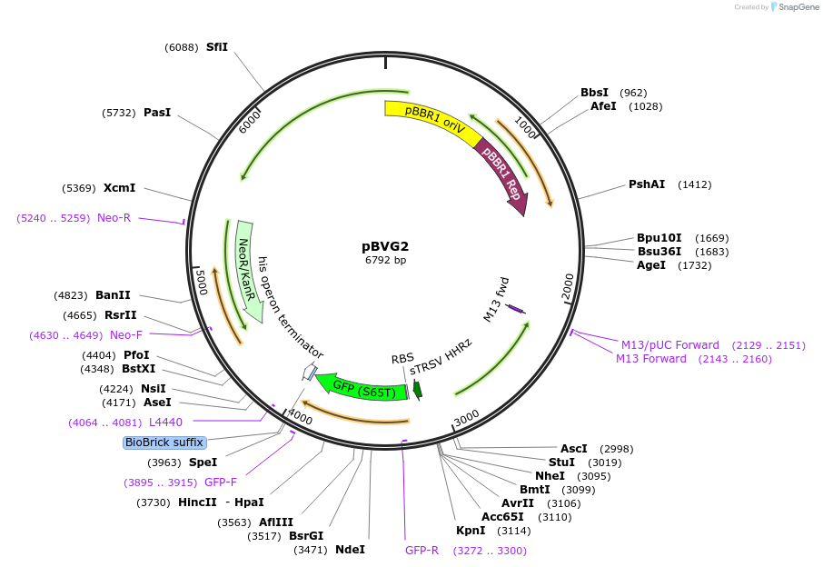149477-plasmid-map-sequence-id-313680