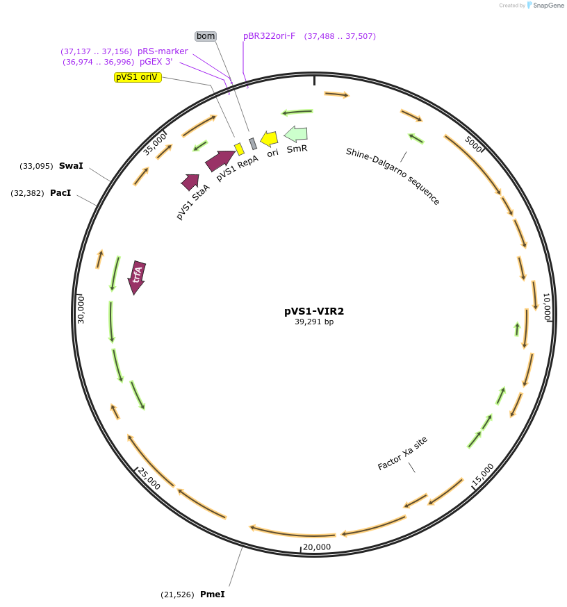 134745-plasmid-map-sequence-id-313682