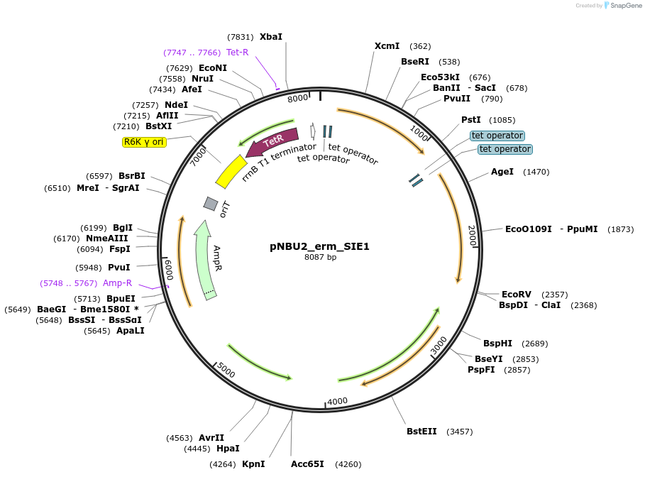 136356-plasmid-map-sequence-id-313687