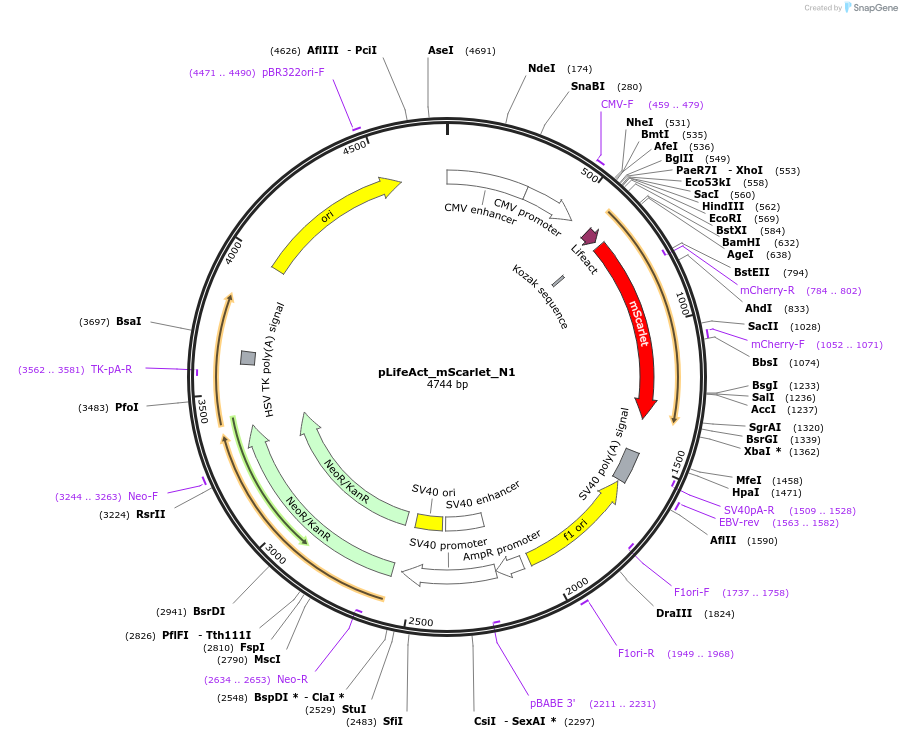 85054-plasmid-map-sequence-id-313703