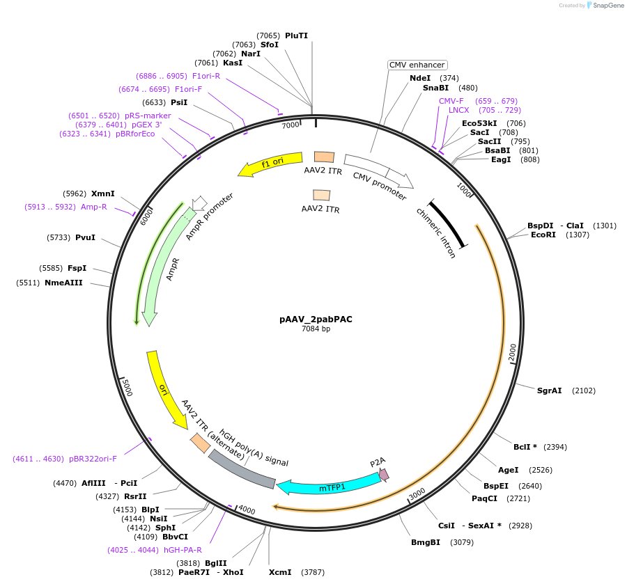 158969-plasmid-map-sequence-id-313705