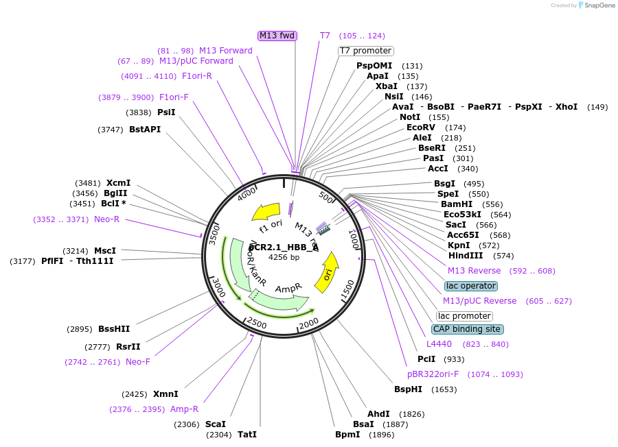 87848-plasmid-map-sequence-id-313713