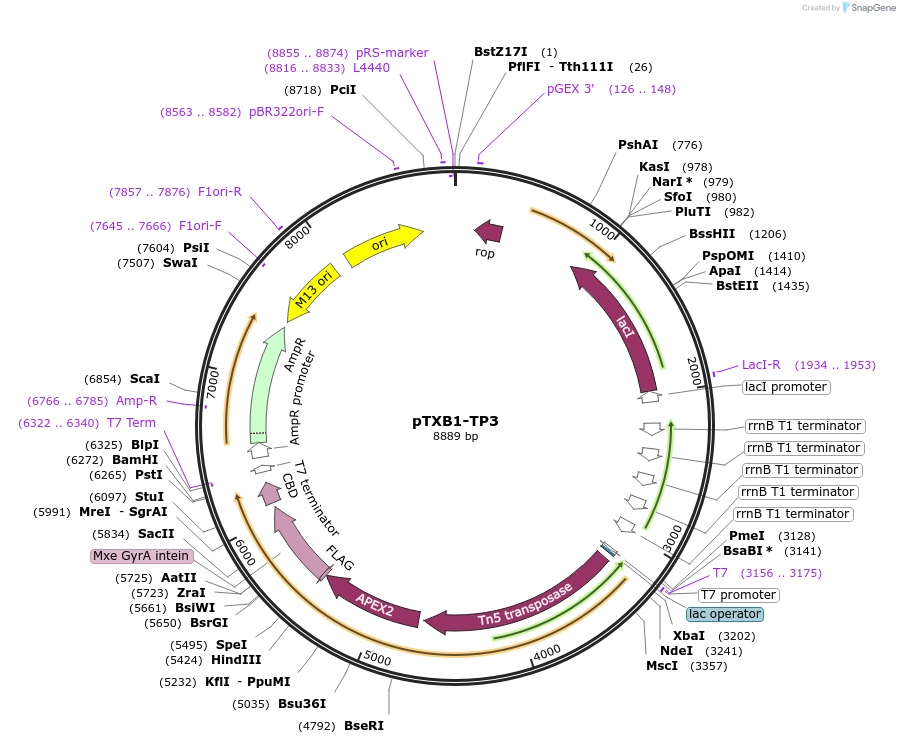 160086-plasmid-map-sequence-id-313733