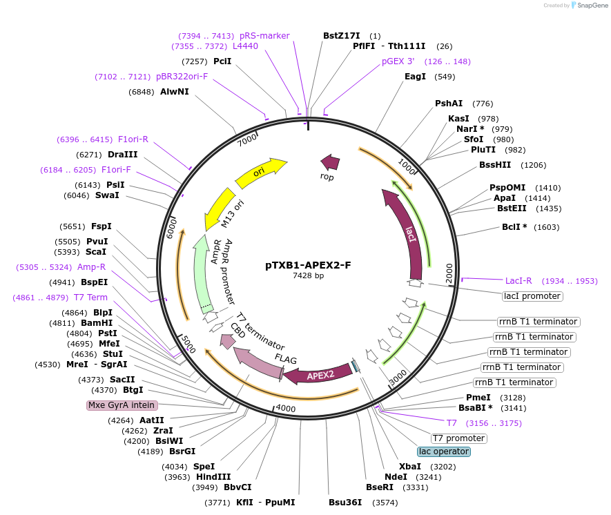 160083-plasmid-map-sequence-id-313734