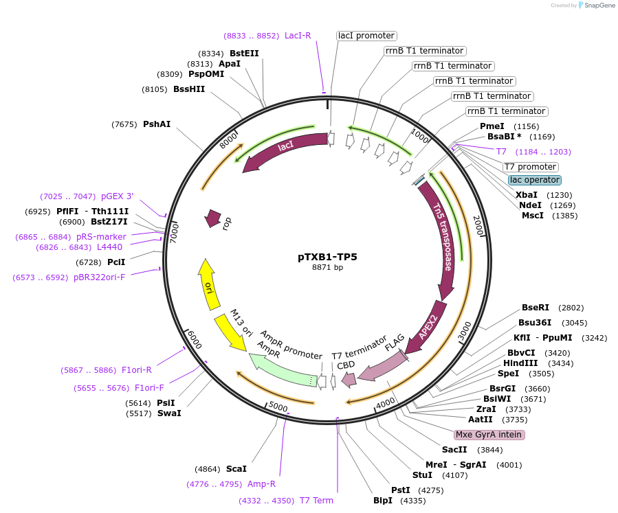 160088-plasmid-map-sequence-id-313736