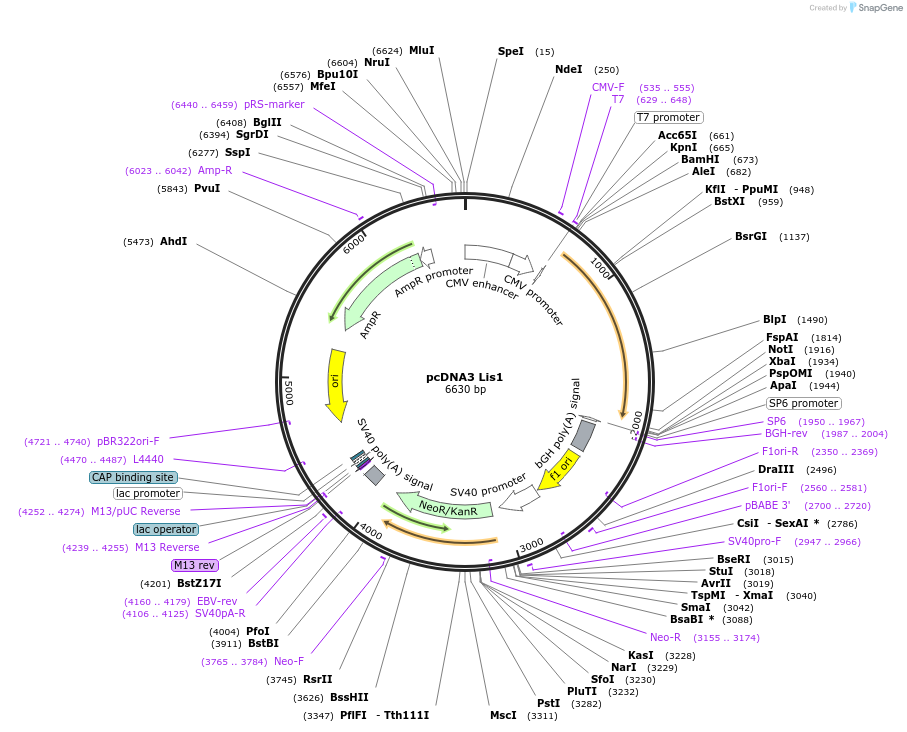 12574-plasmid-map-sequence-id-313741