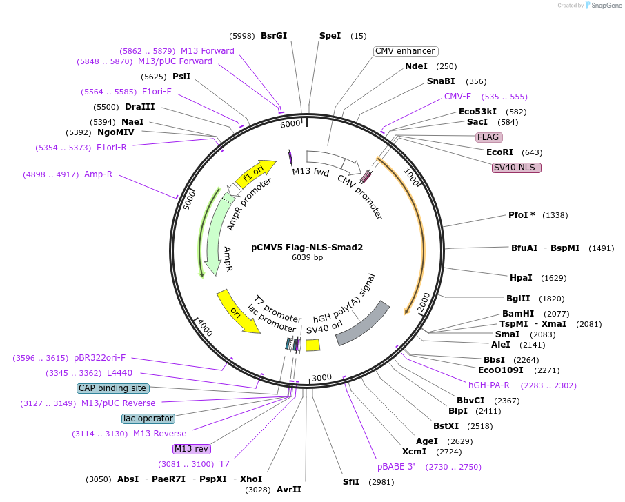 14931-plasmid-map-sequence-id-313743