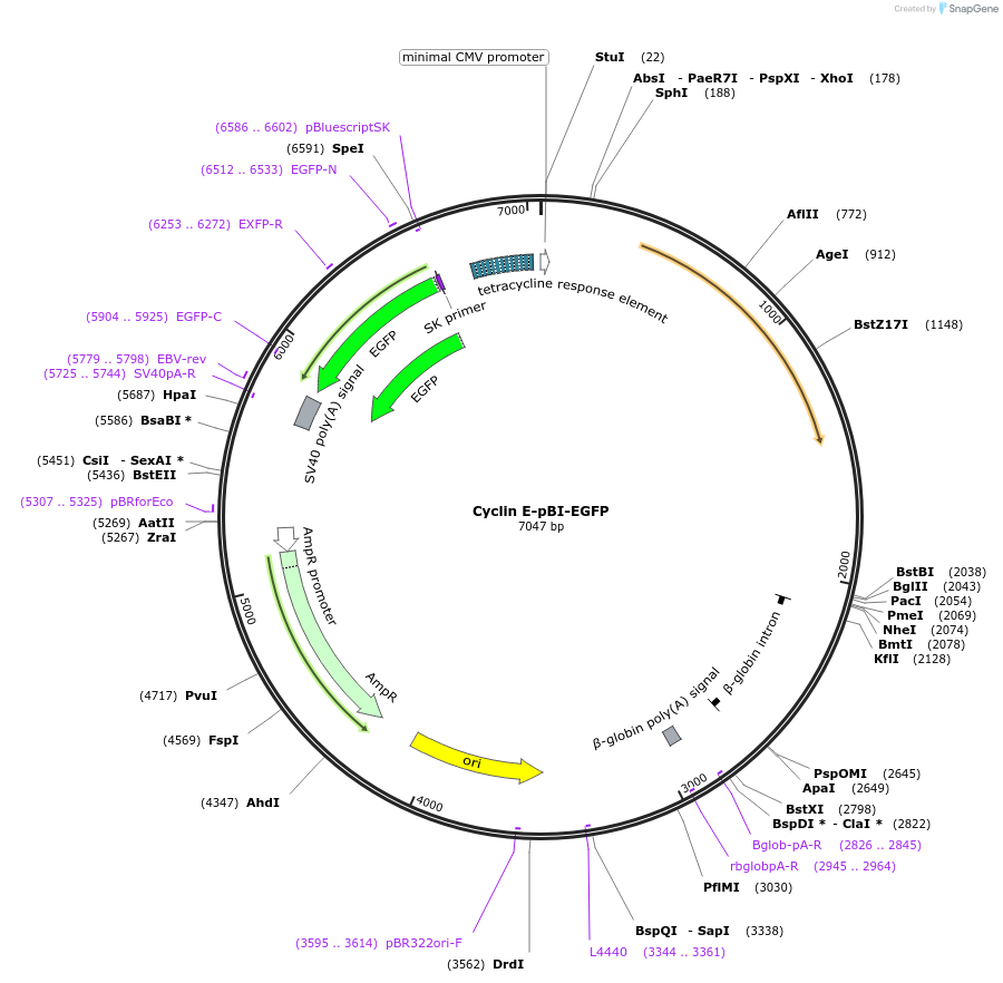 16654-plasmid-map-sequence-id-313744