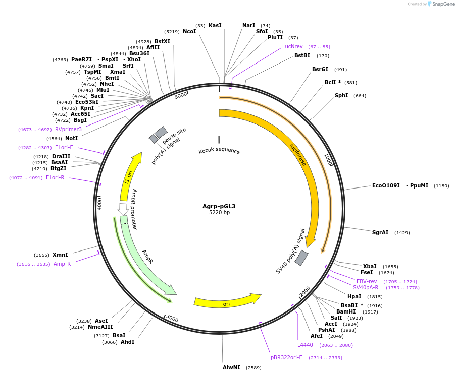 17552-plasmid-map-sequence-id-313745