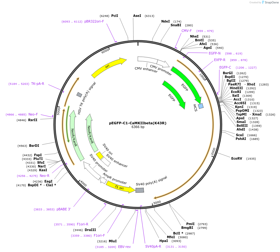 21225-plasmid-map-sequence-id-313748