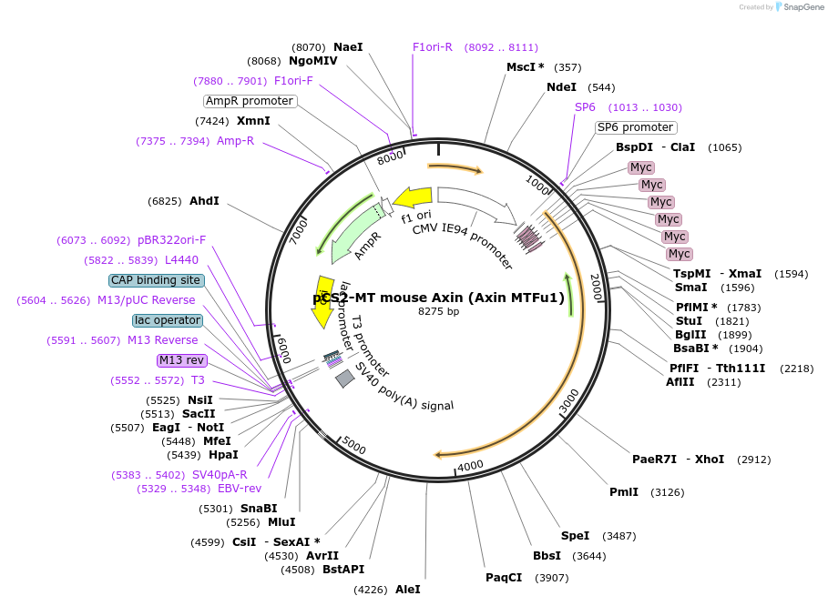 21287-plasmid-map-sequence-id-313750