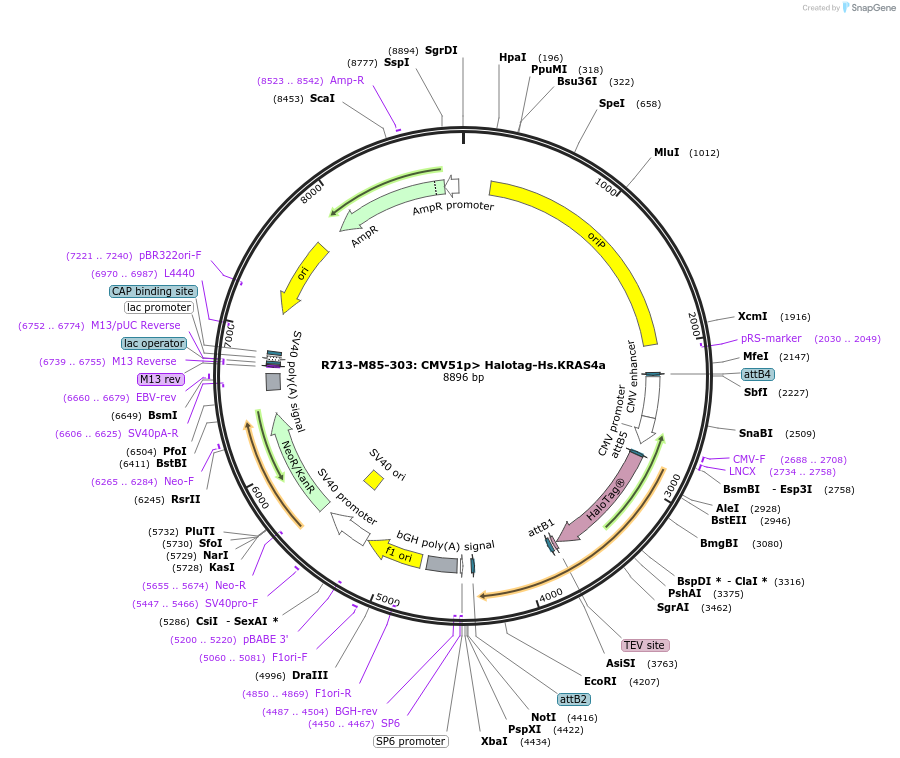 159680-plasmid-map-sequence-id-313751