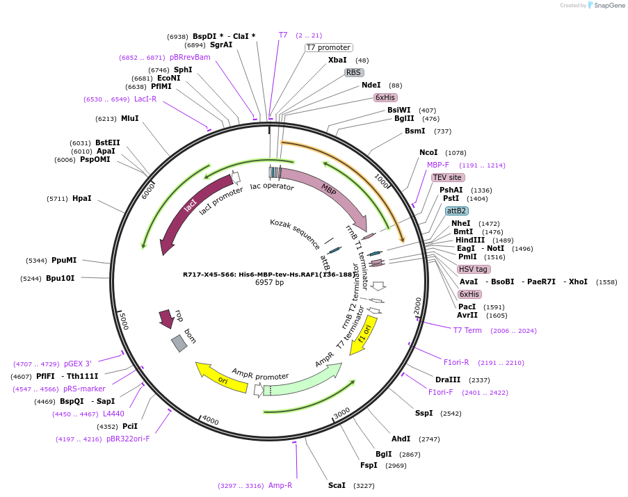 159698-plasmid-map-sequence-id-313753