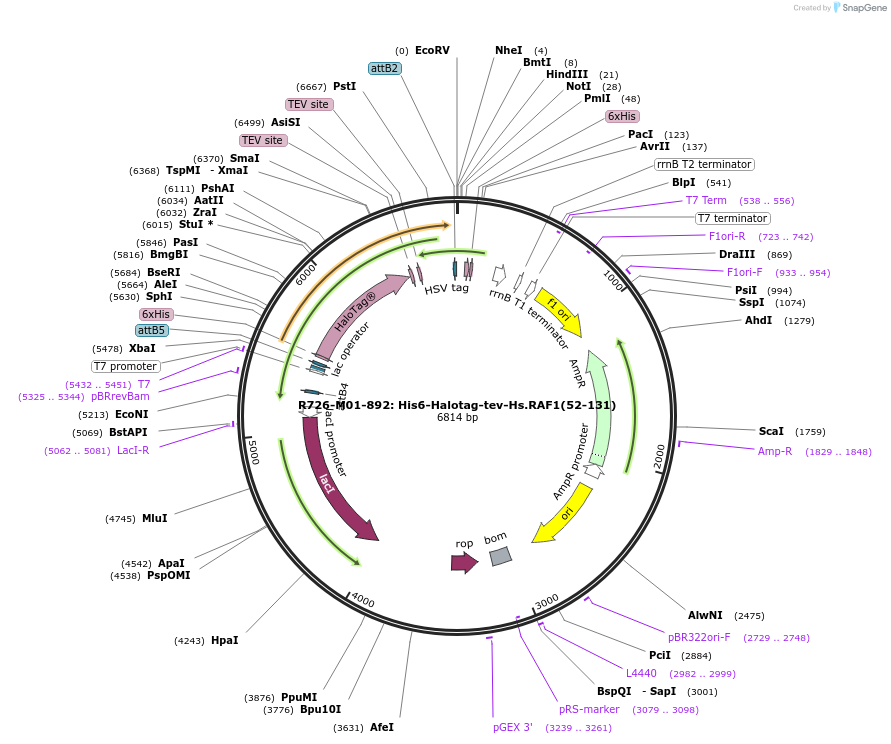 159696-plasmid-map-sequence-id-313755
