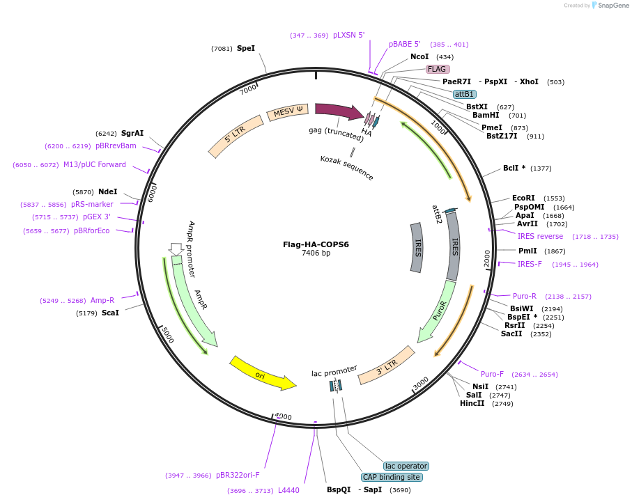 22542-plasmid-map-sequence-id-313756