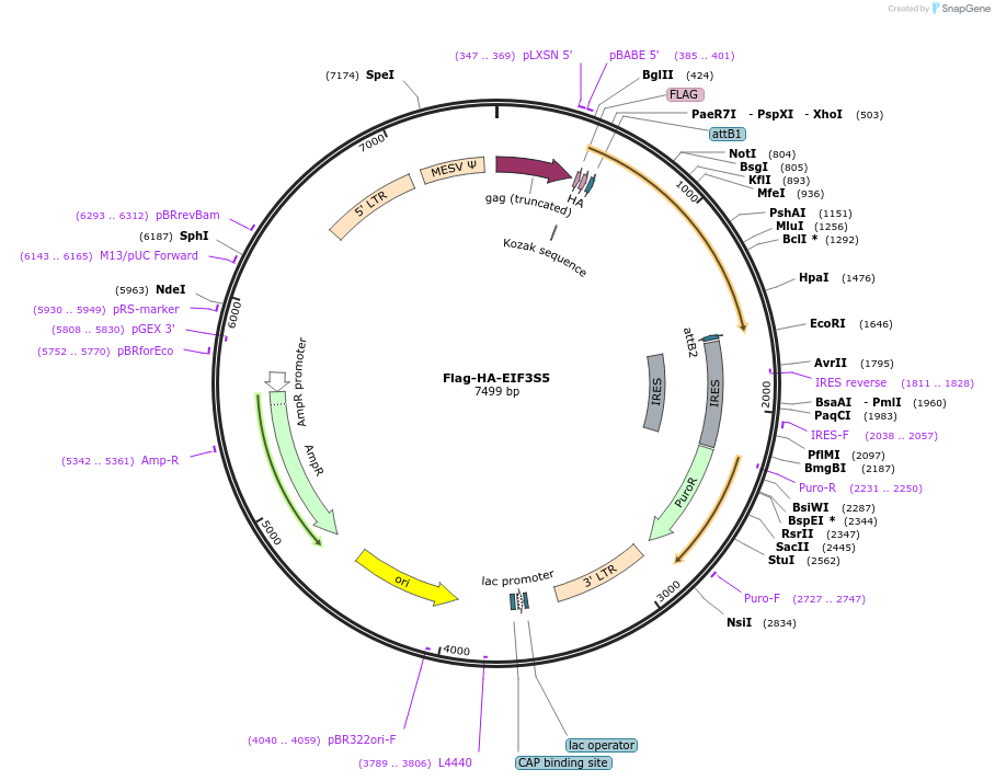 22546-plasmid-map-sequence-id-313758