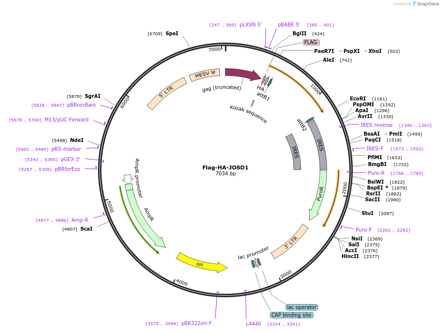 22547-plasmid-map-sequence-id-313759