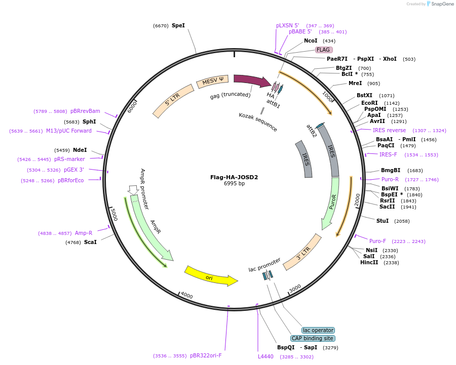 22548-plasmid-map-sequence-id-313761