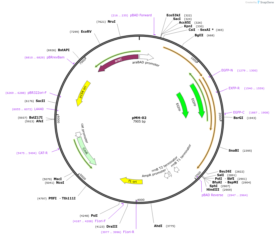 158432-plasmid-map-sequence-id-313762