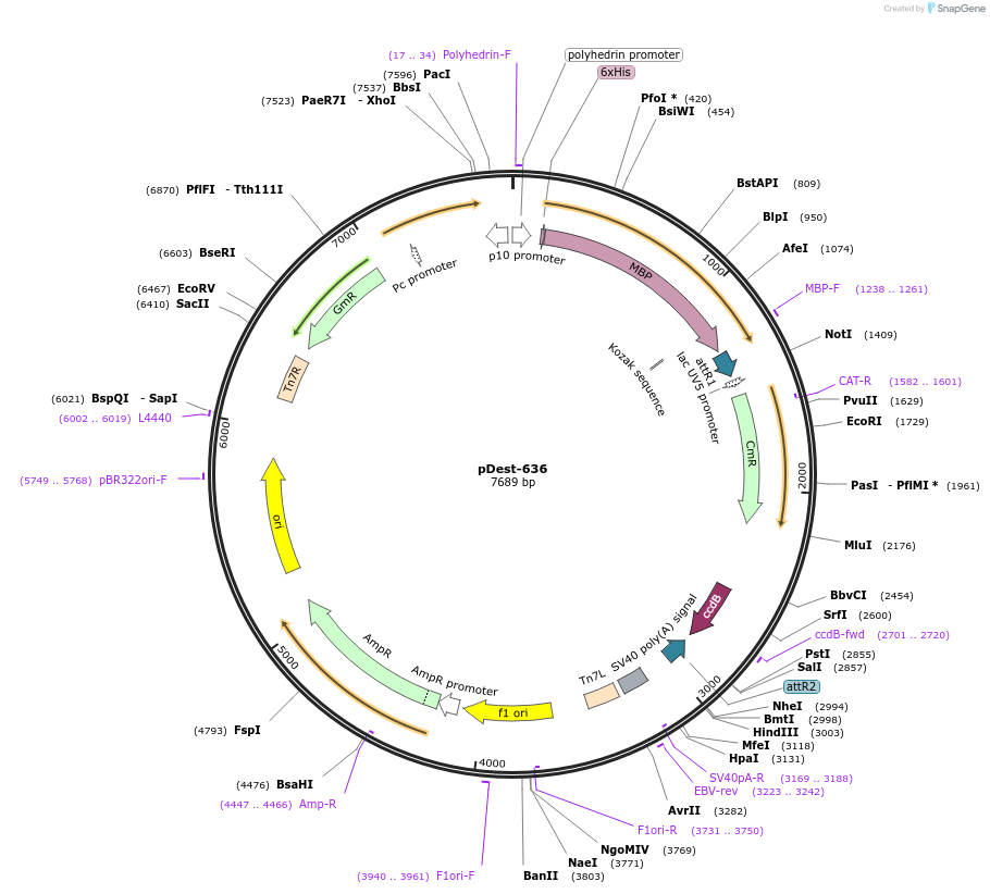 159574-plasmid-map-sequence-id-313763