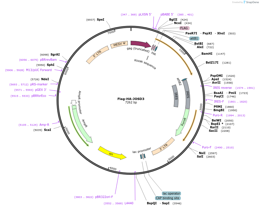 22549-plasmid-map-sequence-id-313764
