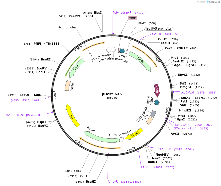 159582-plasmid-map-sequence-id-313765