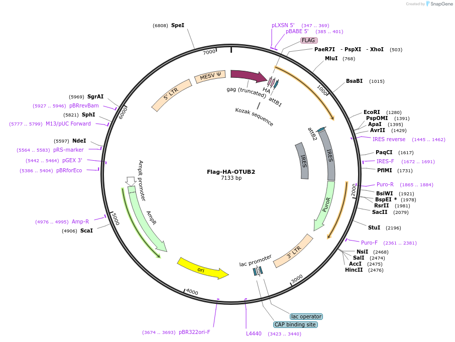 22552-plasmid-map-sequence-id-313766